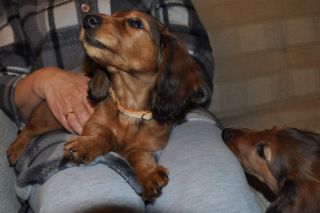 Jamnik d�ugow�osy NAILA